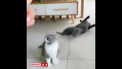 cute cat videos 😹 funny videos 😂1309