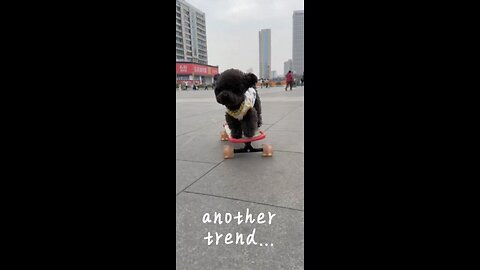 Watch This Dog Master the Skateboard Like a Pro!