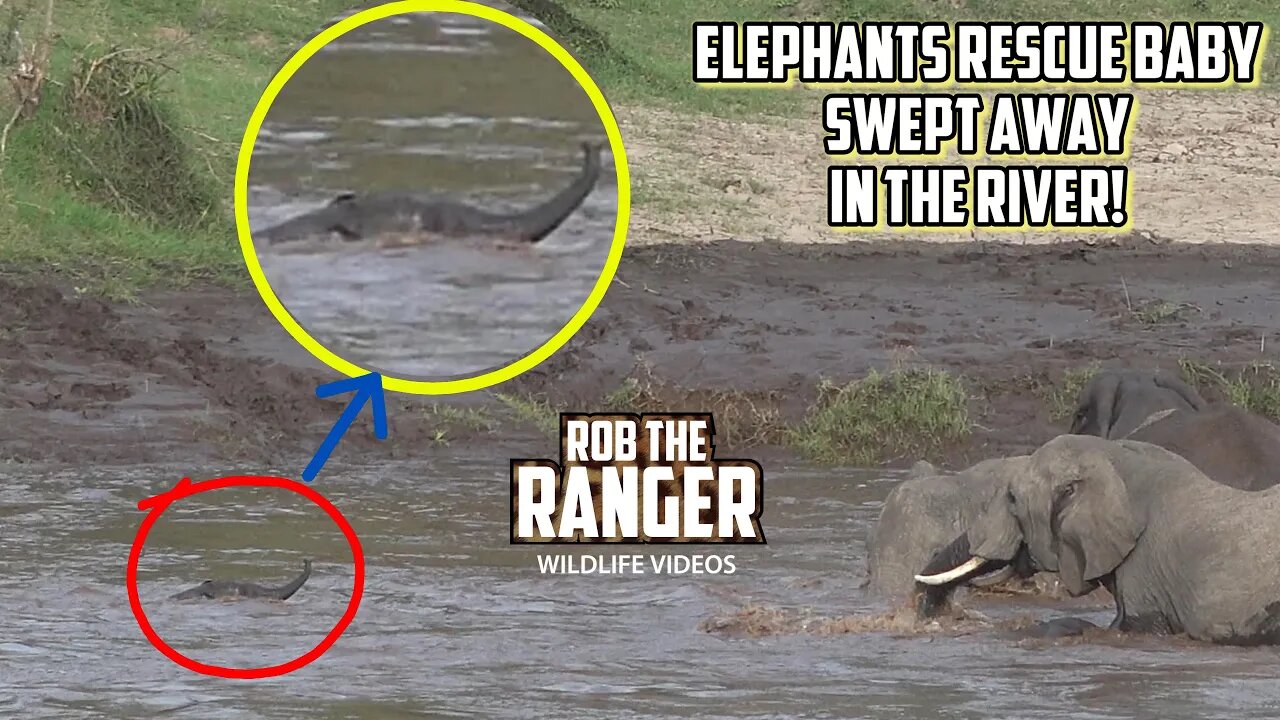 Elephants Rescue Baby Swept Away In The River! | Maasai Mara Safari | Zebra Plains