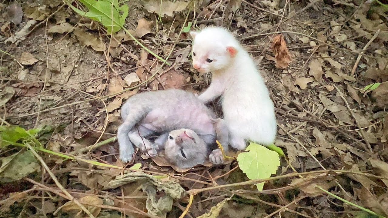 Poor kitten Worried Because Her Sibling Is Showing No Sign Of Life!