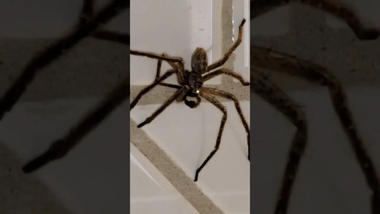 Large spider waiting in the bathroom
