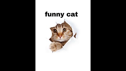 funny cat completion video