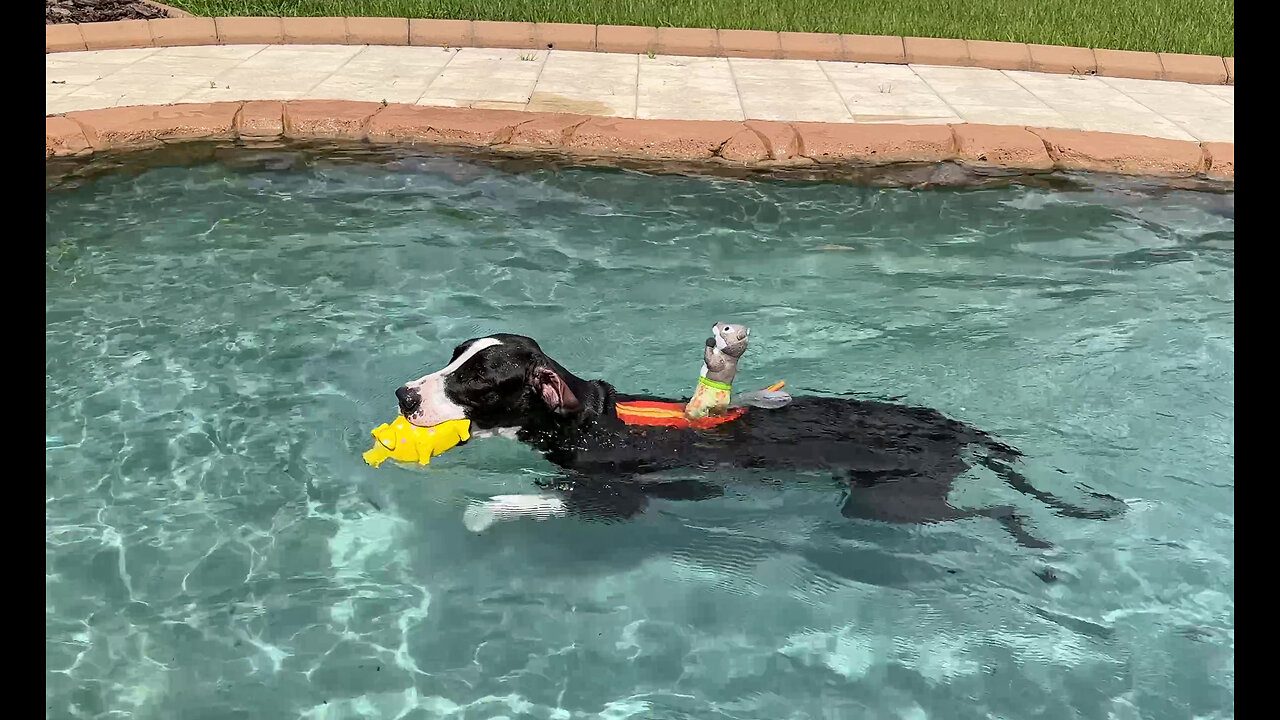 Funny Great Dane Takes Surfing Squirrel For A Swim