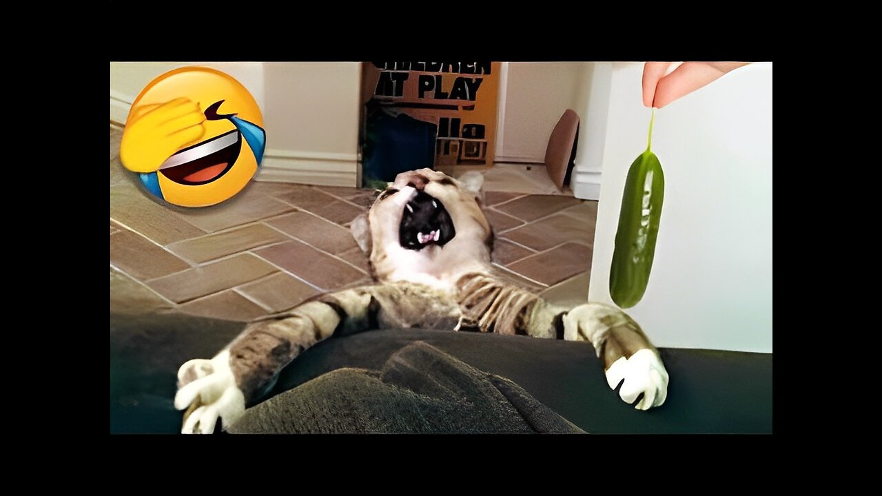 Funny Cats That Will Brighten Your Day Pt 4/ Cats video funny 2023