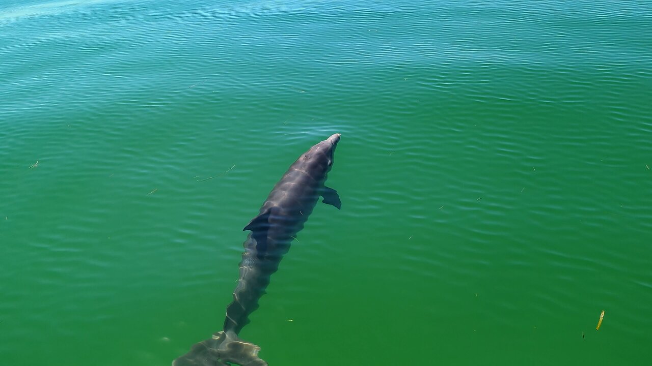 Anclote Key Dolphins close-up on Jet Ski