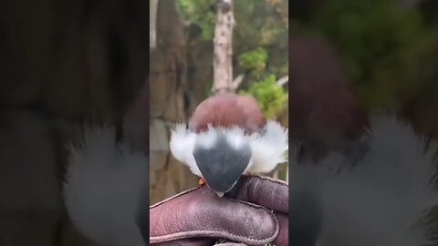 beautiful bird