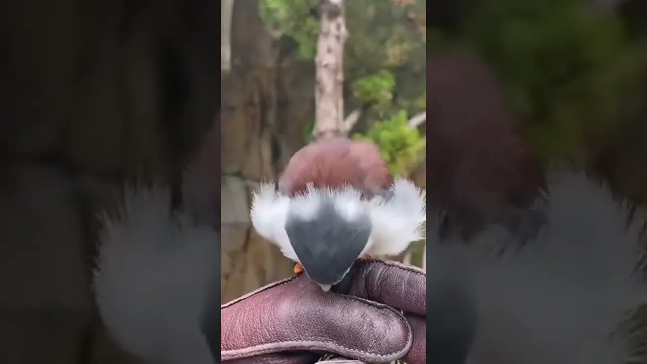 beautiful bird