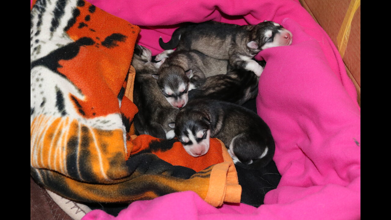 Siberian Husky puppies are born![5 of them] all Perfect!