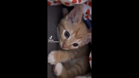 Cute cats video 🥹🥹☺️☺️❤️