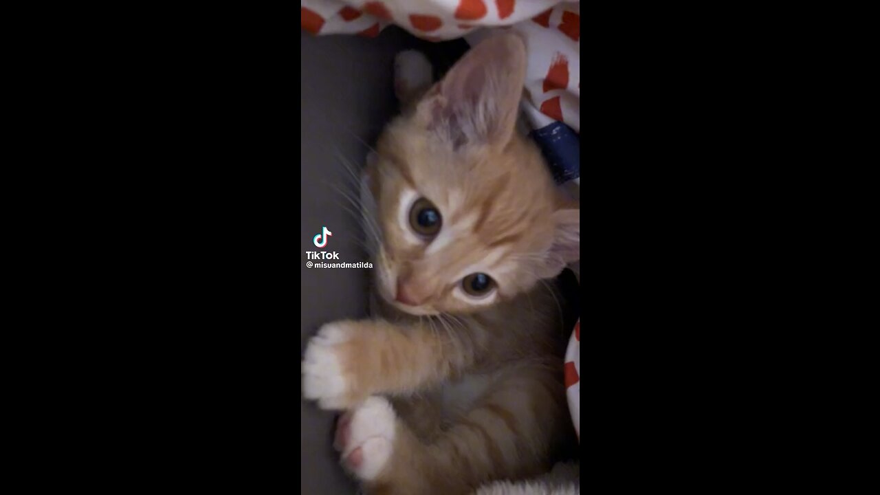 Cute cats video 🥹🥹☺️☺️❤️