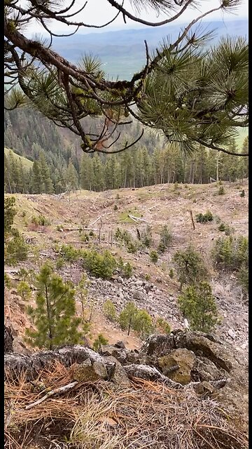 Mother bear with 3 cubs