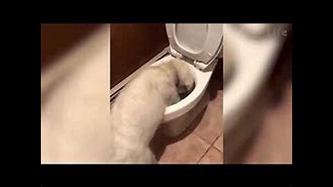 Best Funny Animal Videos Of🤣 The 2023 Funniest Cats And Dogs Videos😍