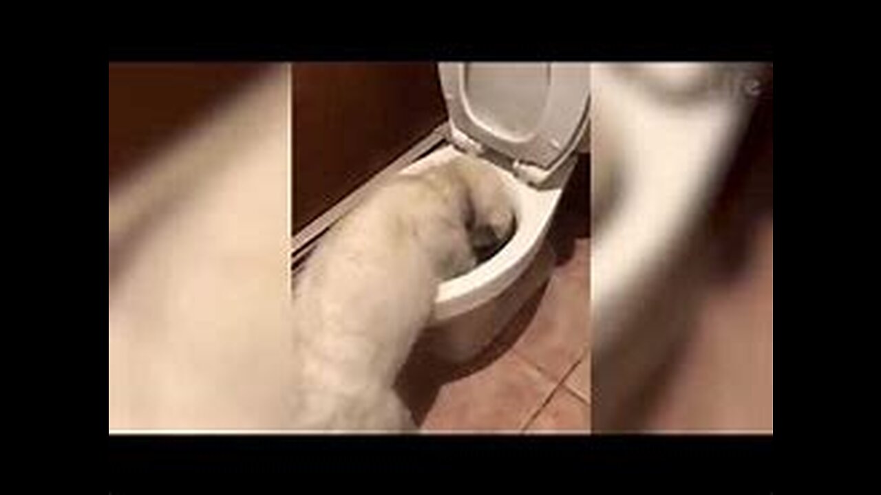 Best Funny Animal Videos Of🤣 The 2023 Funniest Cats And Dogs Videos😍