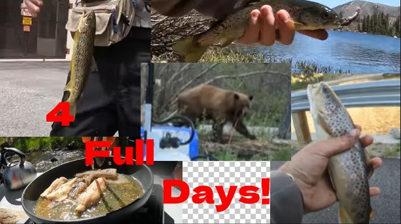 Camping + Fishing 4 Days BEAR ENCOUNTER (CATCH n COOK)