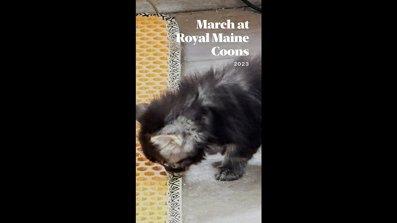 Royal Maine Coons, Last Month