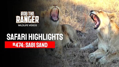 Safari Highlights #474: 06 - 10 July 2017 | Sabi Sand Nature Reserve | Latest Wildlife Sightings