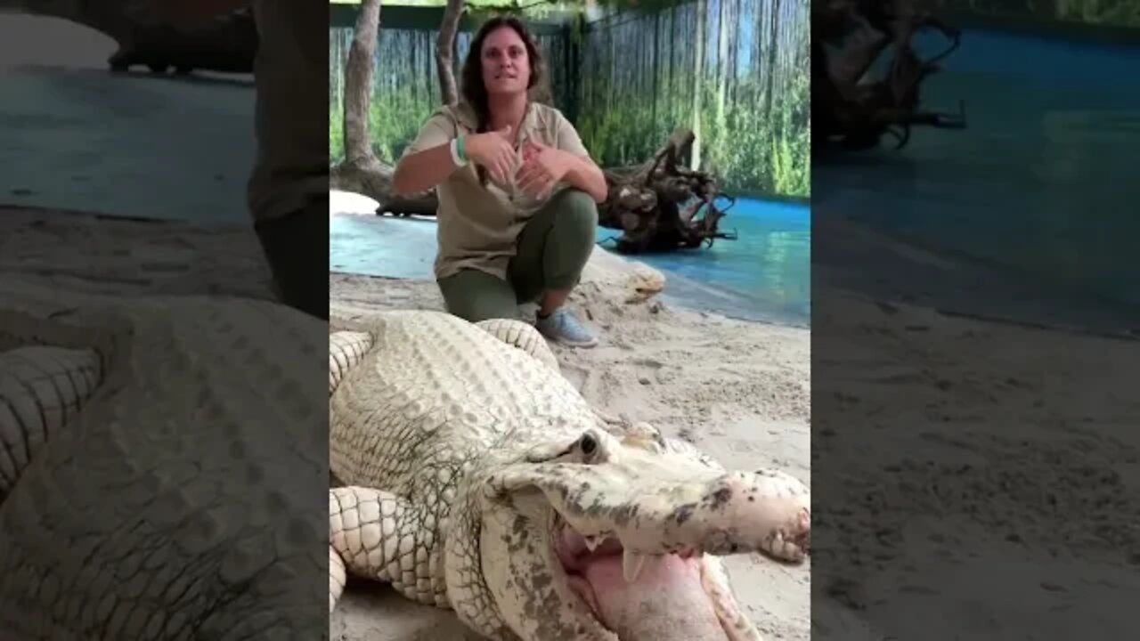 One amazing blue eyed leucistic alligator