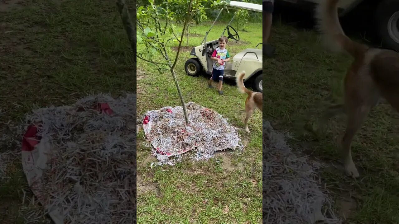 Recycling our junk mail into mulch #blessed #farmlife #familyfarm #homesteading #cherokee #plants