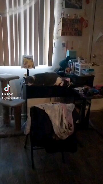 Channel the cozy cat.