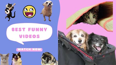 Animals Crazy Moments | Episode 190
