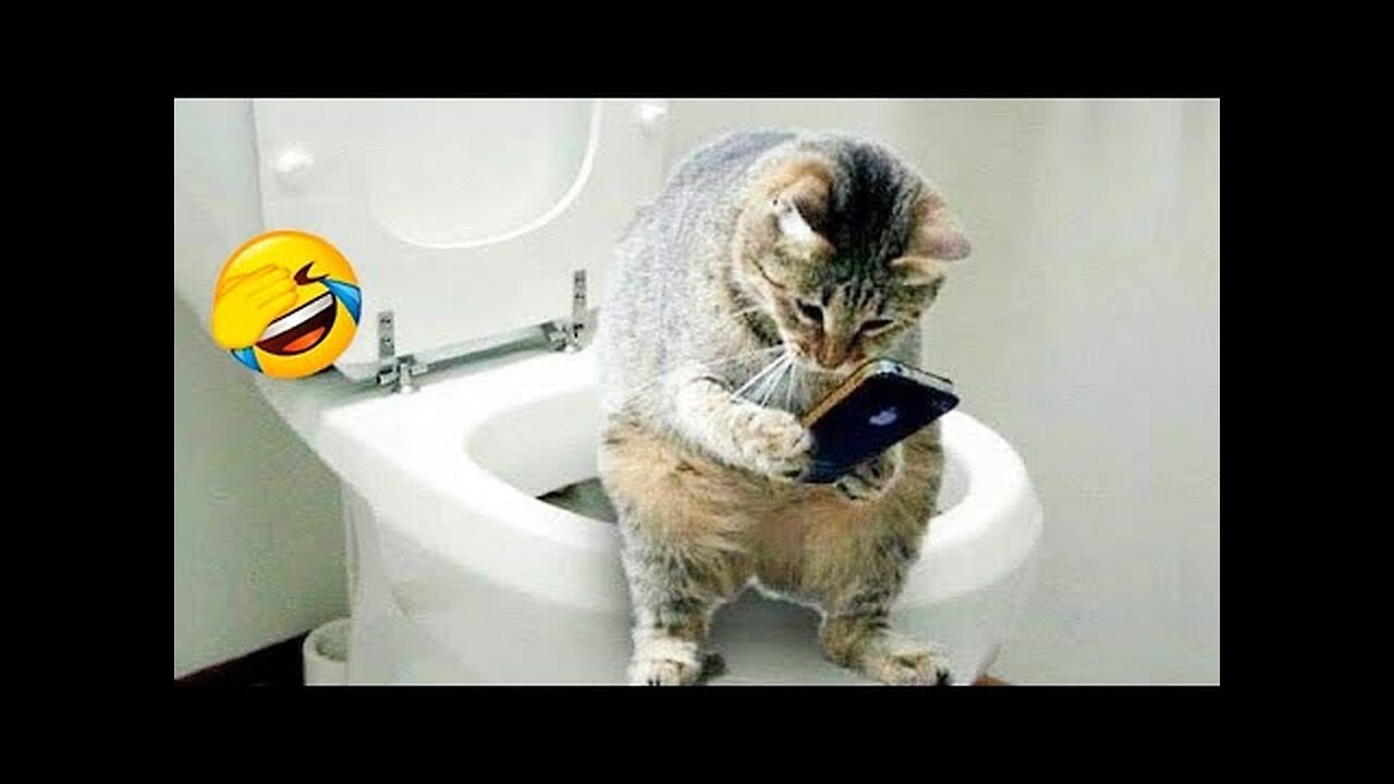 Best Funny Animal Videos Of🤣 The 2023 Funniest Cats And Dogs Videos