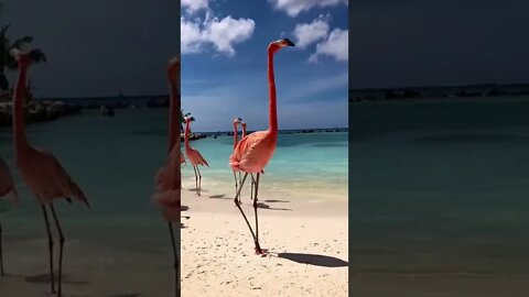 Pink flamingos at Aruba island in the Caribbean Sea