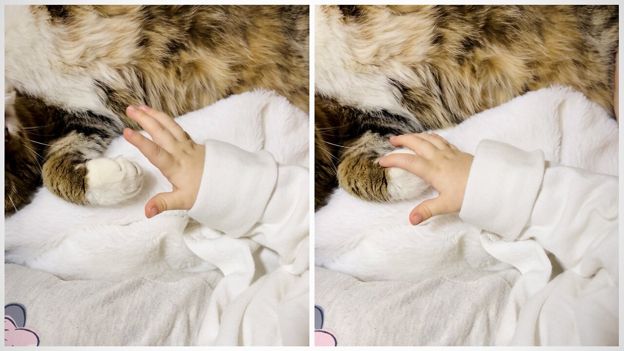 Tiny adorable hands petting a cat