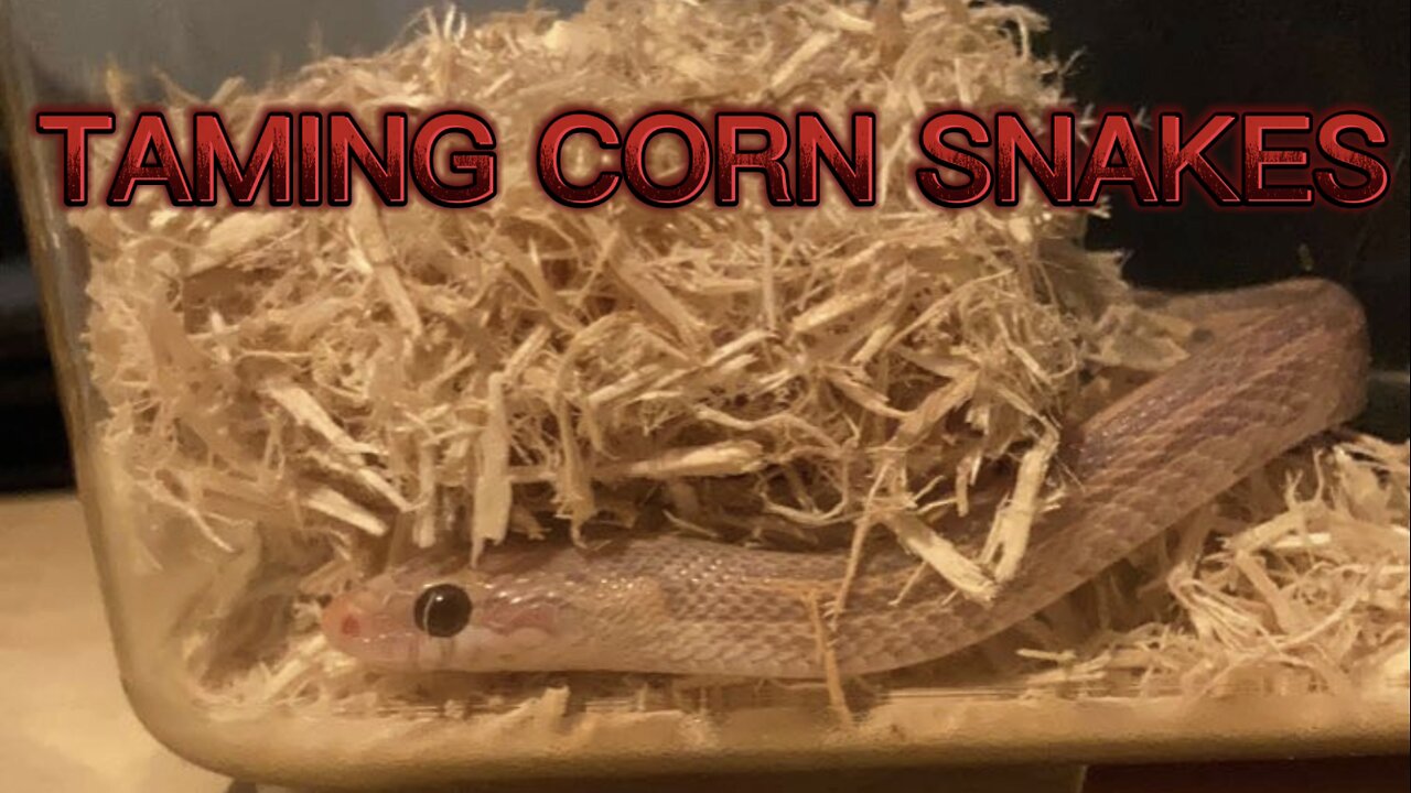 How to tame your “AGGRESSIVE” corn snakes