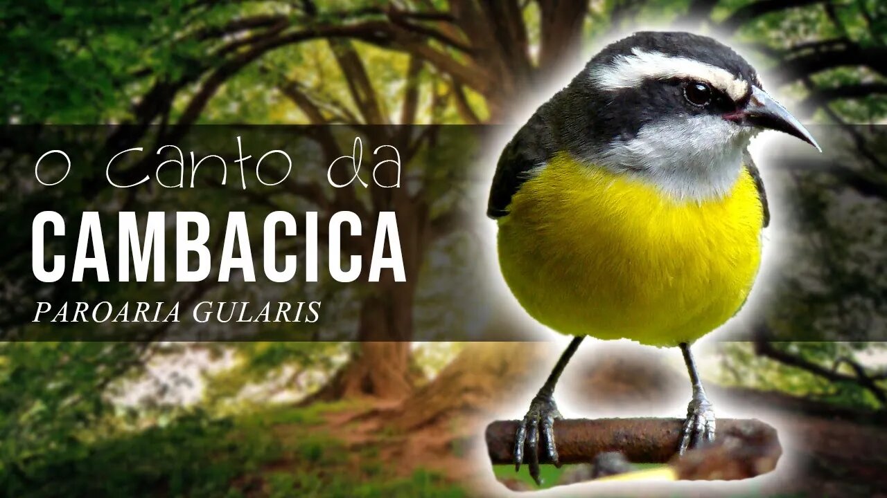 Canto da Sibite - CAMBACICA [Coereba Flaveola] - Bananaquit