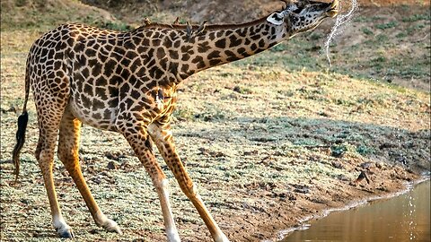 Episode 23| The Giraffe documentary- world tallest animals|