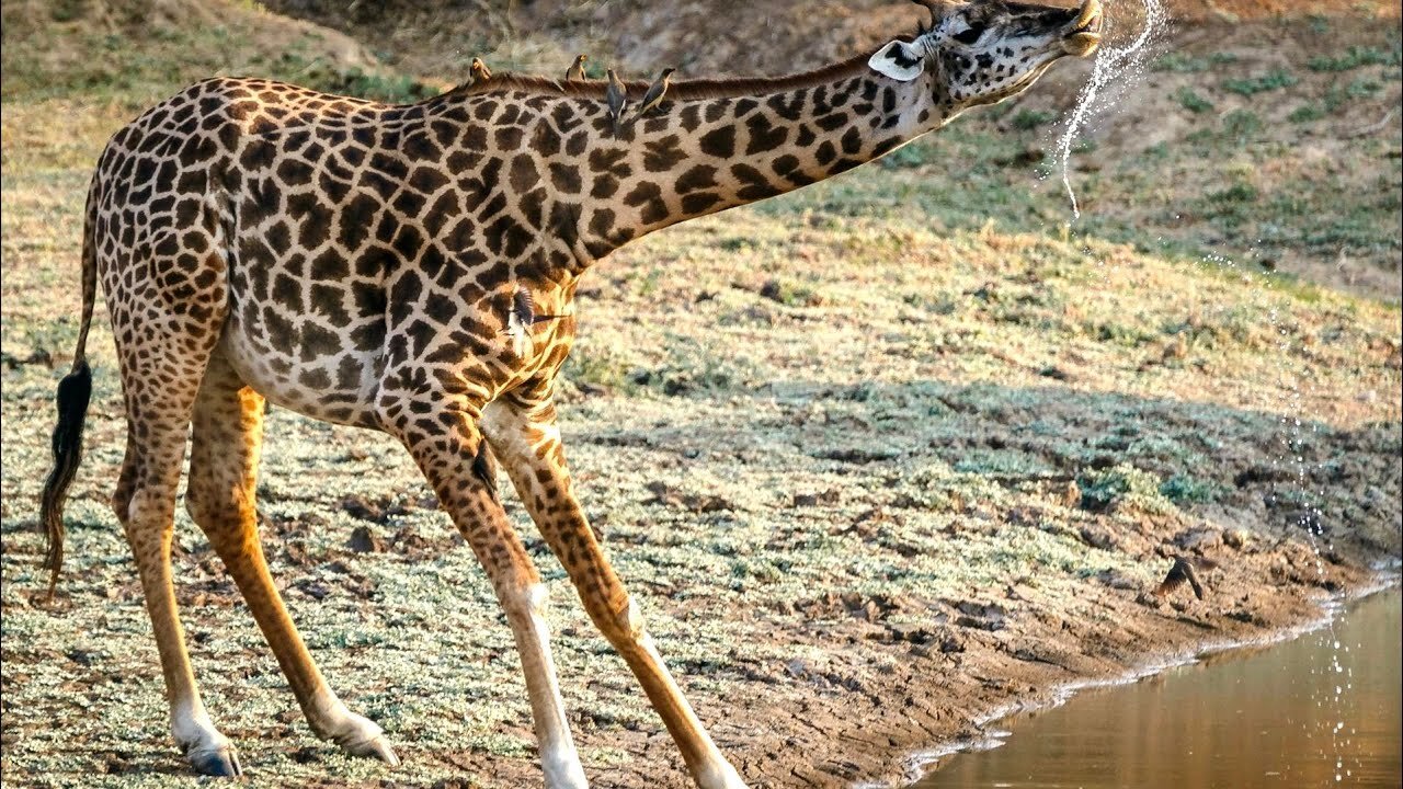 Episode 23| The Giraffe documentary- world tallest animals|