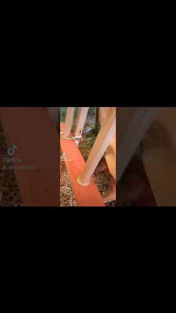 That's just my crazy dogs