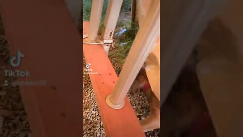 That's just my crazy dogs