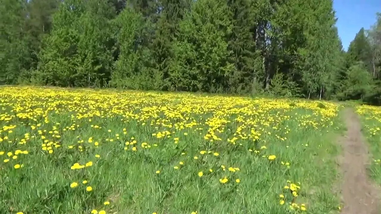 Kokonkoski metsäpolku 6.6.2022