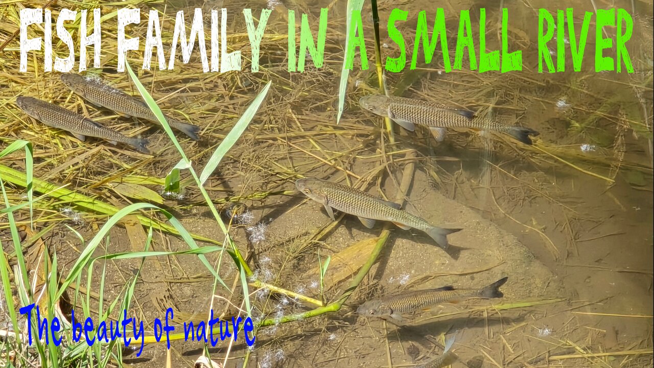 Family of fish in a small stream / fish in clear water.