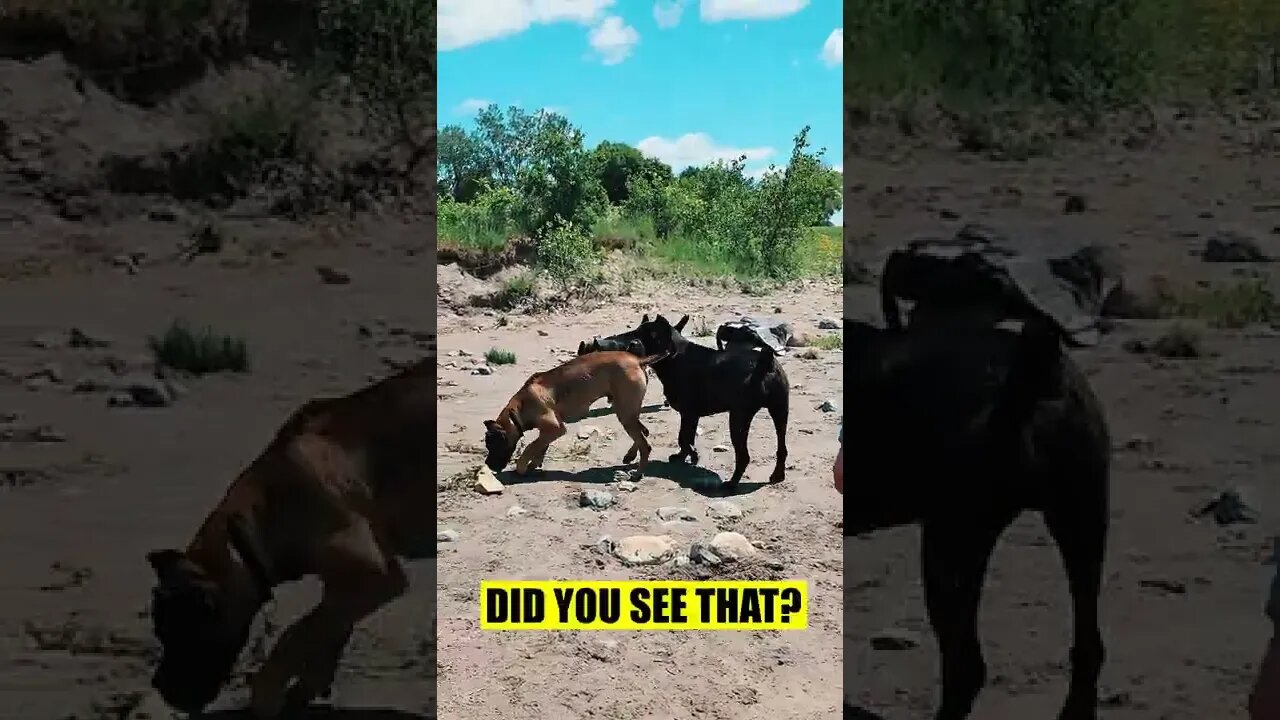 Cane Corso PROTECTS Little Brother #shorts #pets #viral