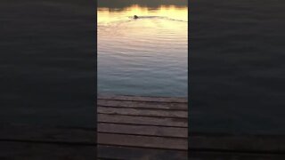 Water Stick Fetch