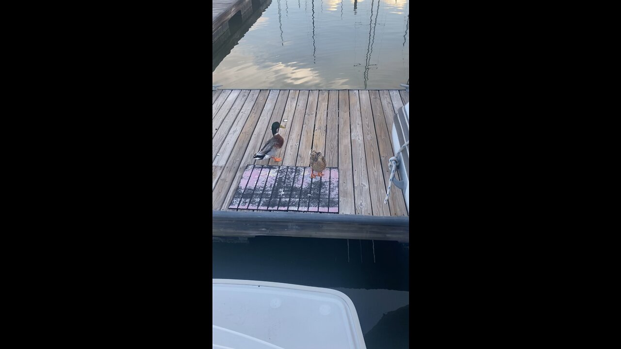 Our dock ducks / dogs lol