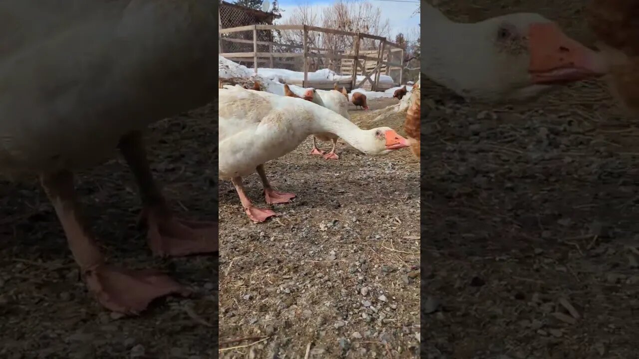 #guard #goose #geese #farmanimals #farm #homesteading