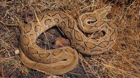 Cobra Catching TV: Dig a cave to catch a Snake Episode 31 | How to catch a russell viper