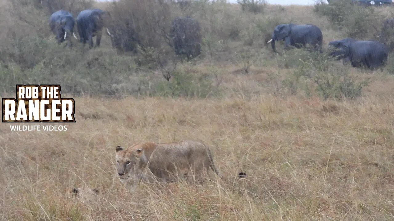 Lions And Elephants In The Rain | Maasai Mara Safari | Zebra Plains