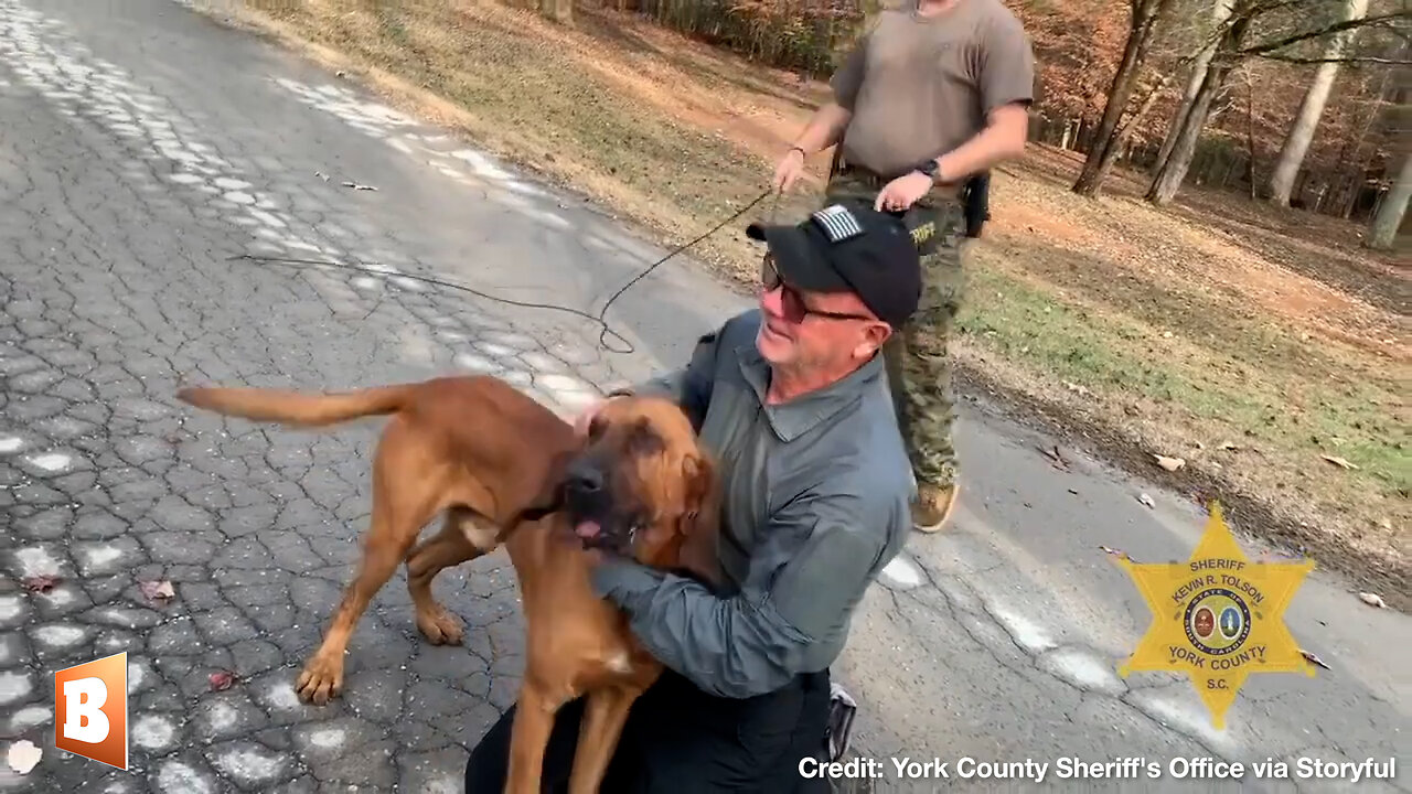 CHRISTMAS MIRACLE! Missing Sheriff's Bloodhound "Gunner" Reunited with Handler After 25-Hr Search