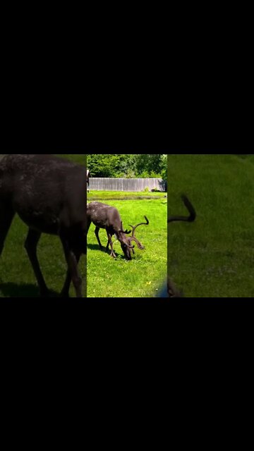 A Reindeer in Velvet (antlers)