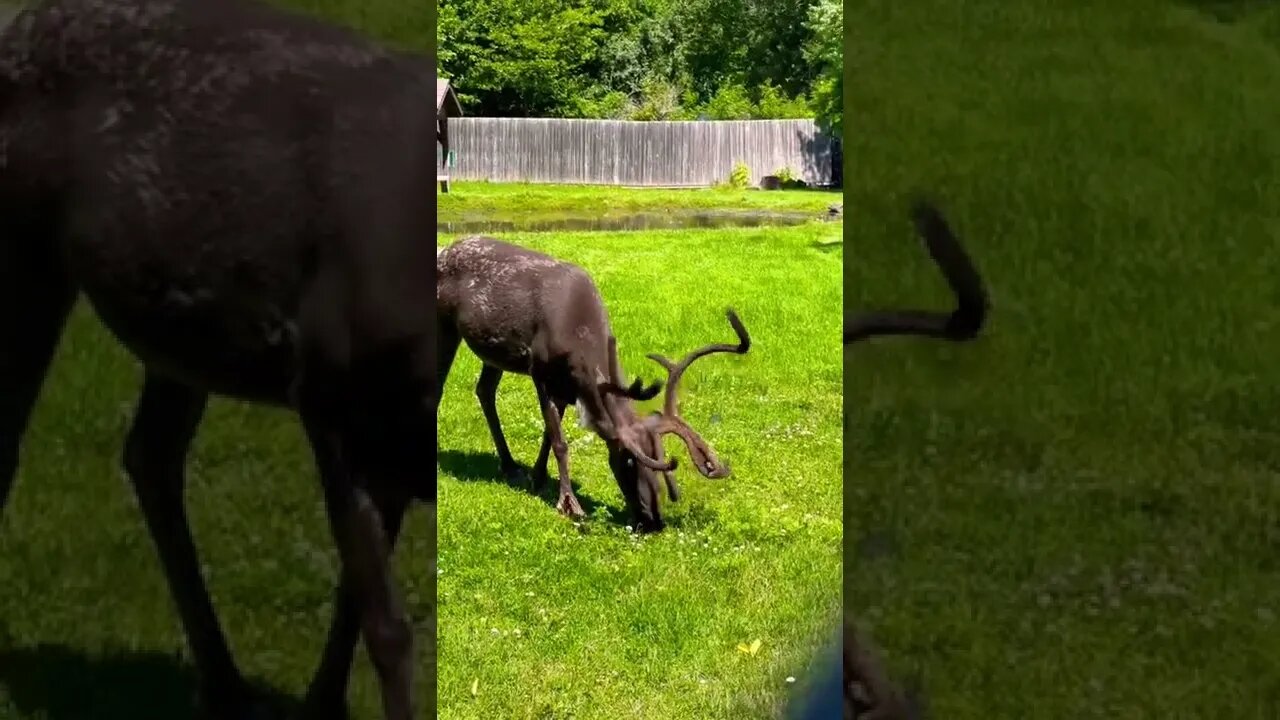 A Reindeer in Velvet (antlers)