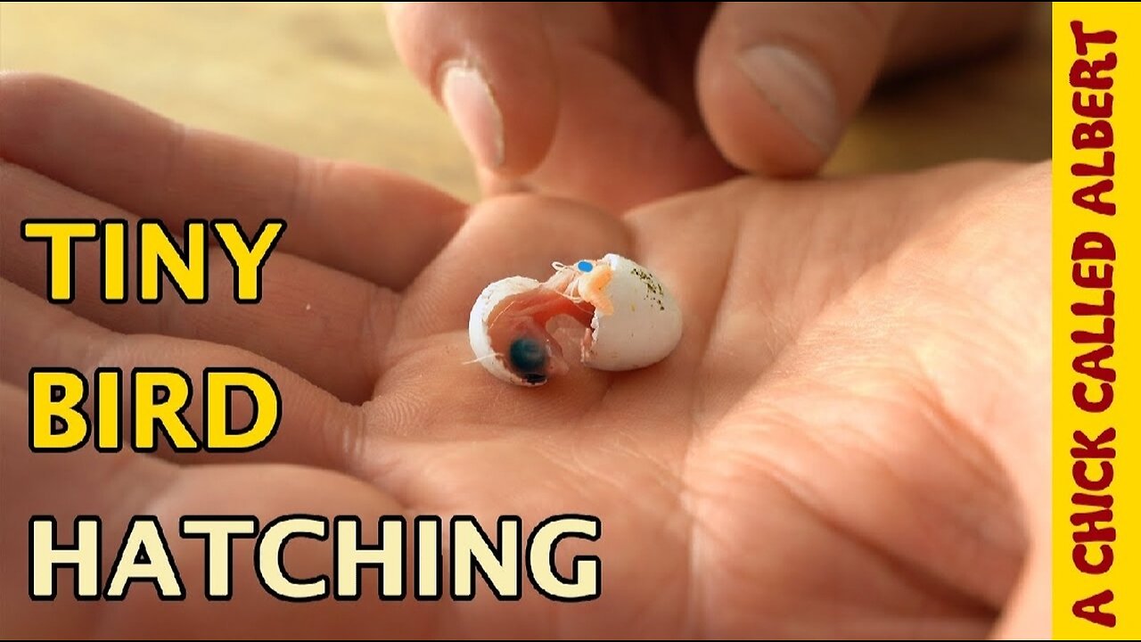 The Tiniest Bird You've Ever Seen - Zebra Finch Hatching