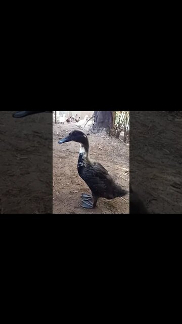 Sticky, the Indian Runner Duckling, having some exercise, 3rd August 2021
