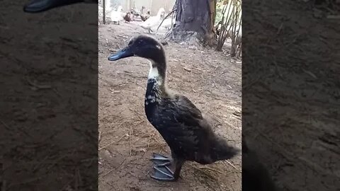 Sticky, the Indian Runner Duckling, having some exercise, 3rd August 2021