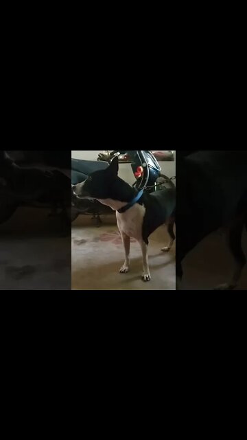 Dog Howling and Crying 😭 #shorts #dogs #youtubeshorts