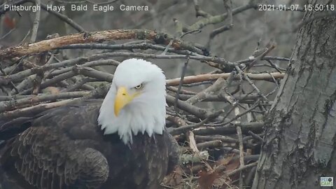 Hays Eagles Mom in nest glimpse of ear 2021 01 07 3:49:19pm