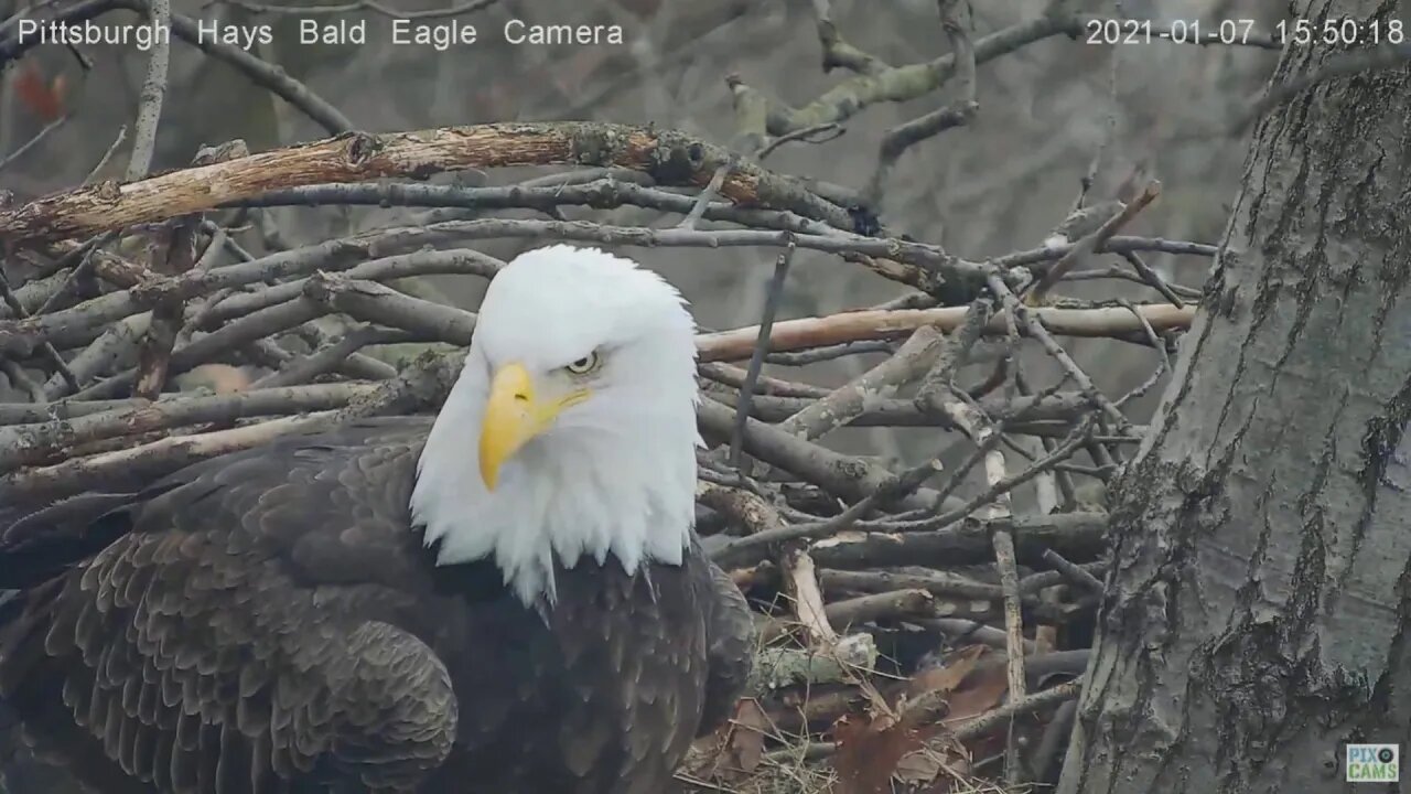 Hays Eagles Mom in nest glimpse of ear 2021 01 07 3:49:19pm